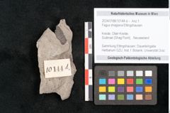 Foto (Detailansicht) von Fagus shagiana Ettingshausen (NHMW-GEO-2024-0188-10144d)